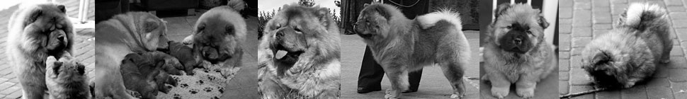 Dropasteins Chow Chow  - Hausmynd